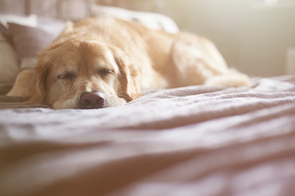 what to give a dog with diarrhea fasting