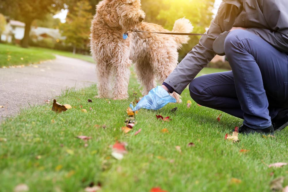 what to give a dog that has the runs