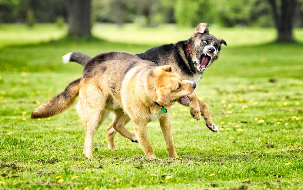 how to break up a dog fight between