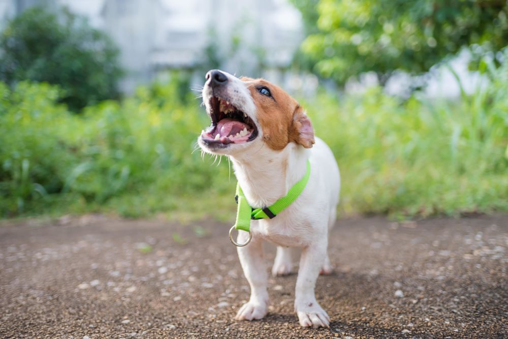 how to break up a dog fight warning signs