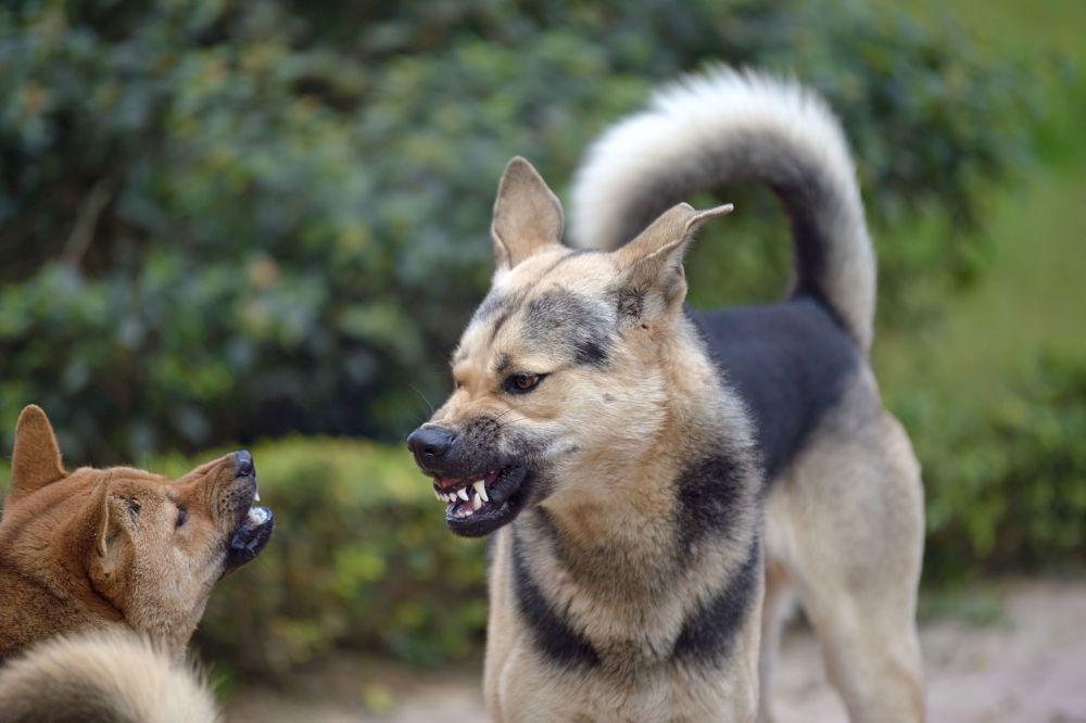 how to break up a dog fight wheelbarrow