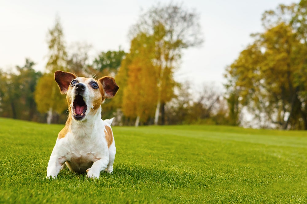 how to get a dog to stop barking