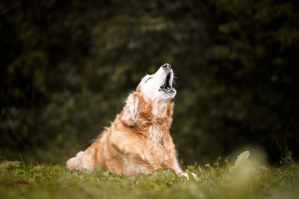 how to get a dog to stop barking ignore