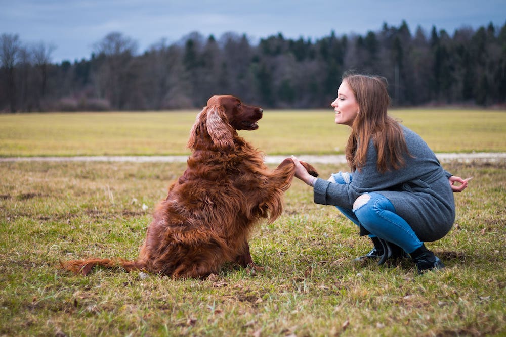 how to get a dog to stop barking teach him to respond to quiet