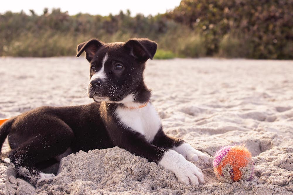 how to get a dog to stop barking tire him out physically