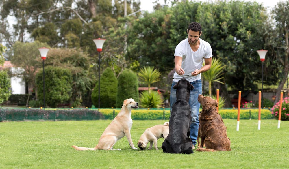 how to get a dog to stop barking call a professional