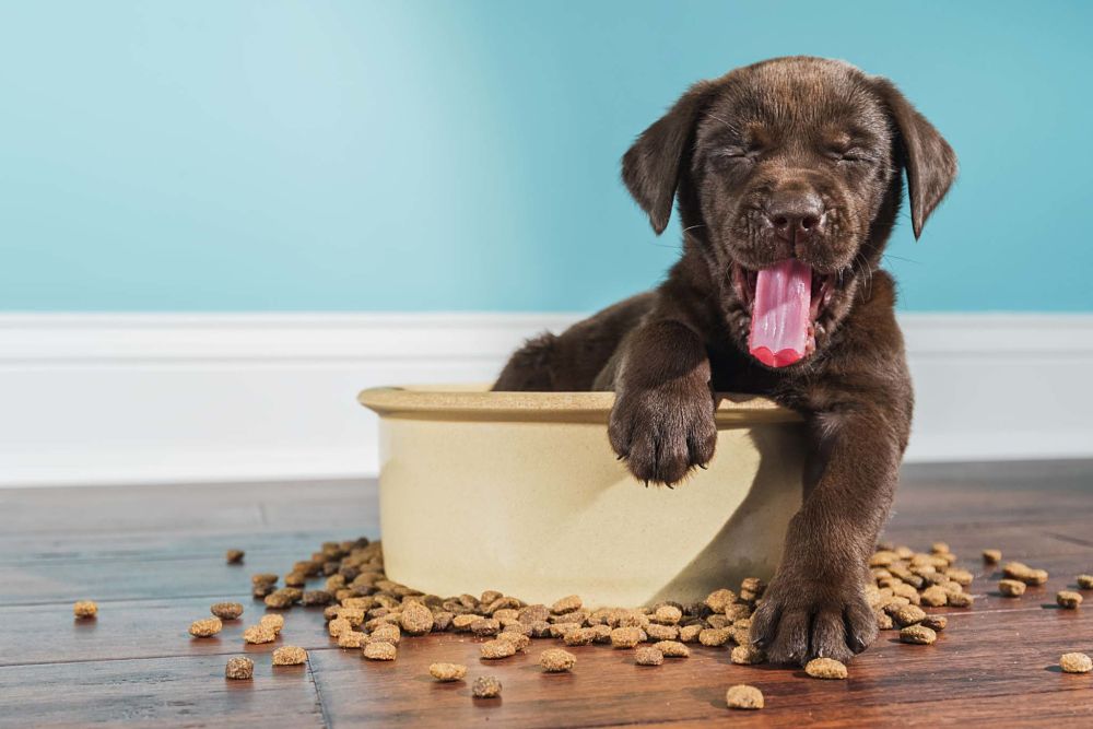 food how to reduce cost of owning a dog