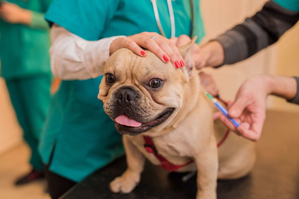 how to reduce cost of owning a dog low-cost vaccines