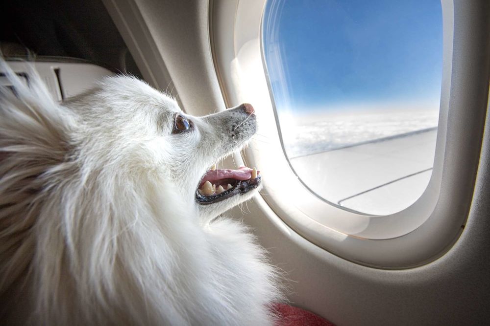 tips for flying with a dog