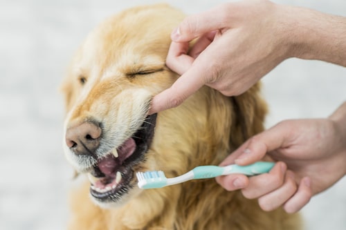 how to groom a dog in 8 easy steps - brush dog's teeth