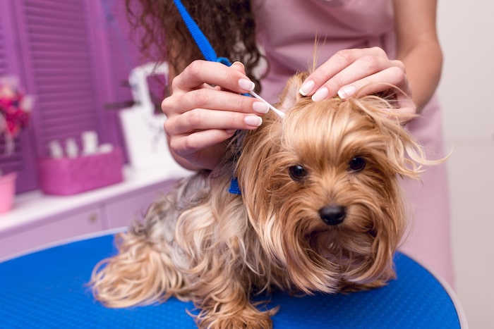 how to groom a dog in 8 easy steps - clean dog's ears