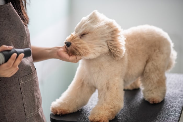 how to groom a dog in 8 easy steps - dry and brush dog hair