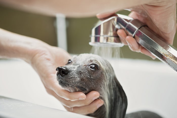 how to groom a dog in 8 easy steps - shampoo and rinse