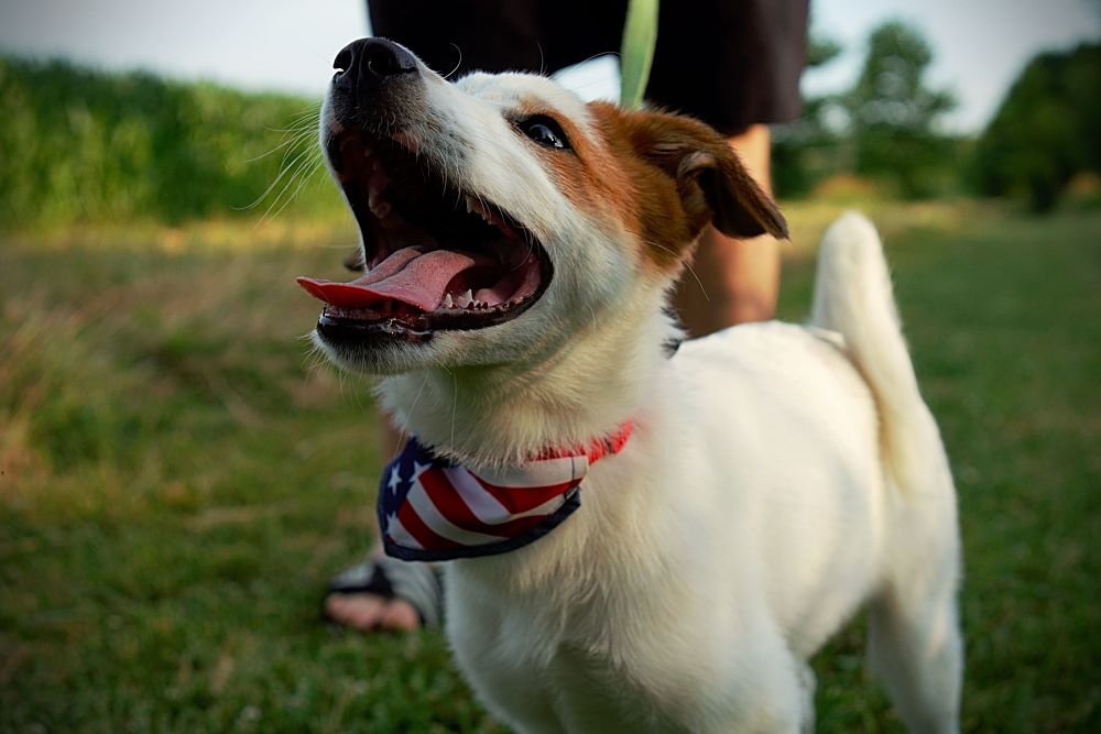 dog with mouth wide open