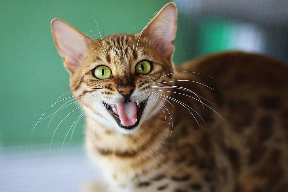 Tabby cat with clean teeth