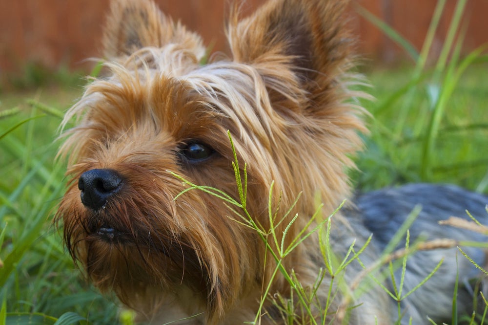 Terrier in Grassy Field