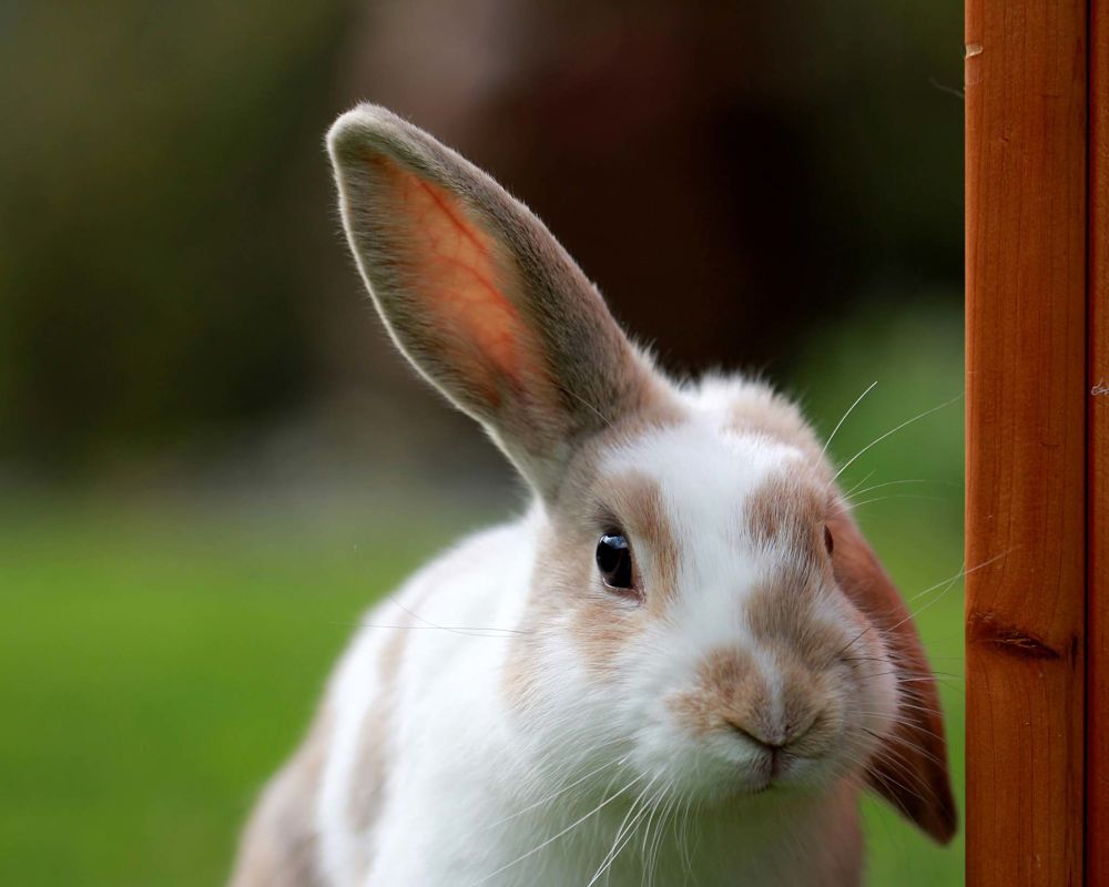 pet rabbits