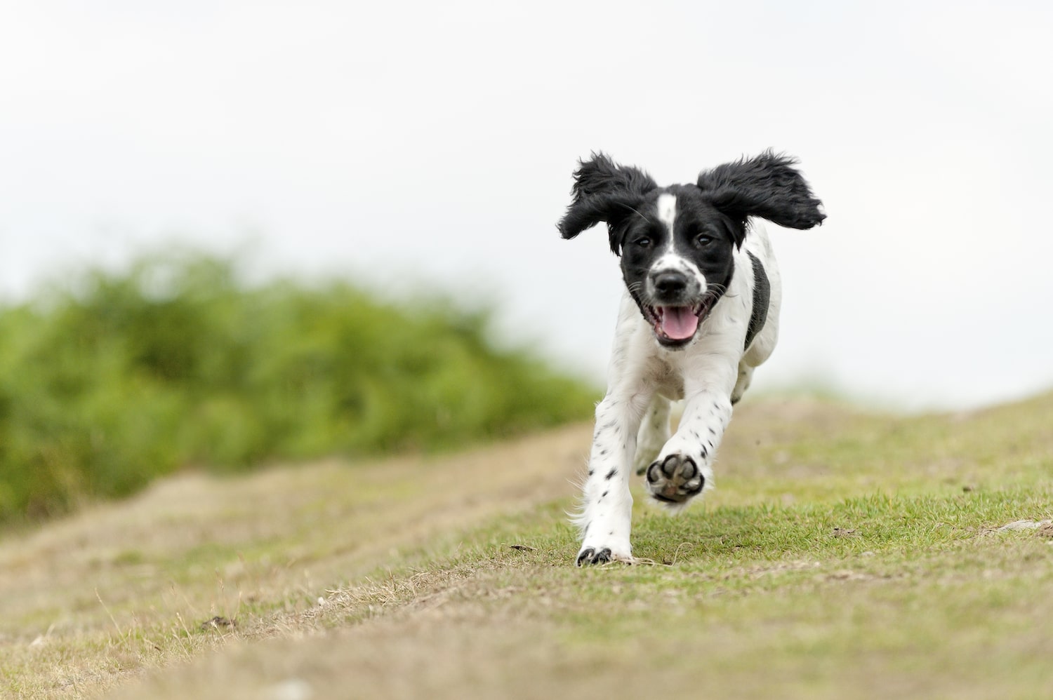 How Much Exercise Does a Dog Need?