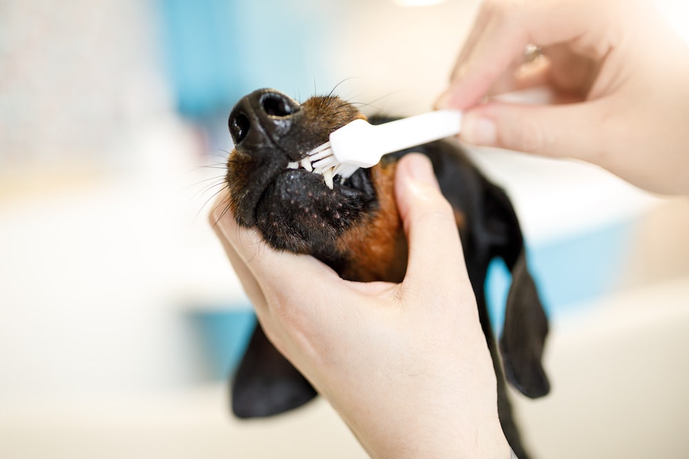 how to brush your dog's teeth