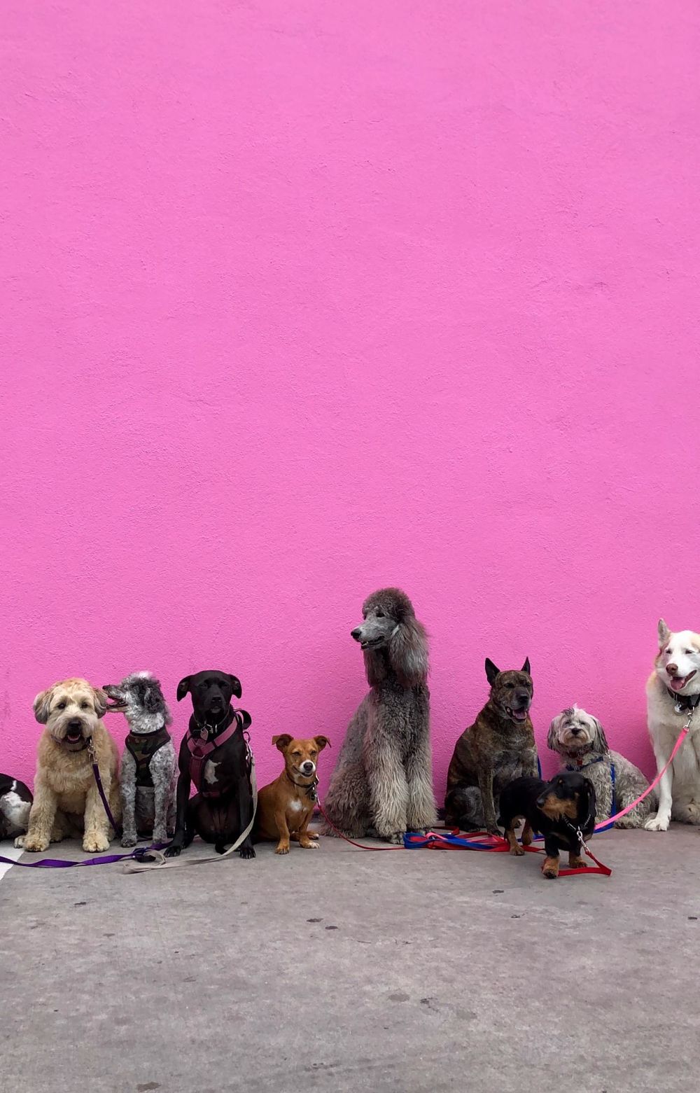 dogs in front of a pink wall