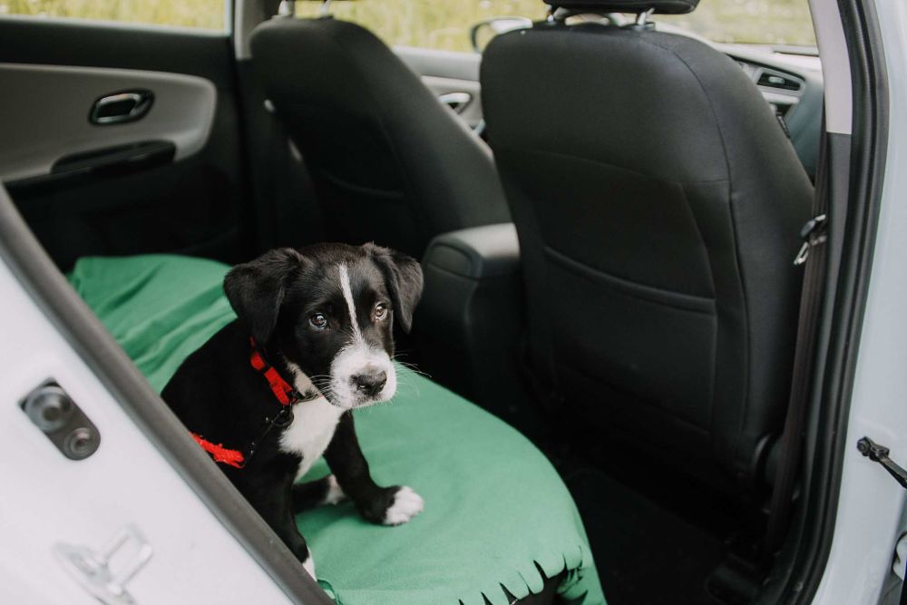 how to cool down a dog car