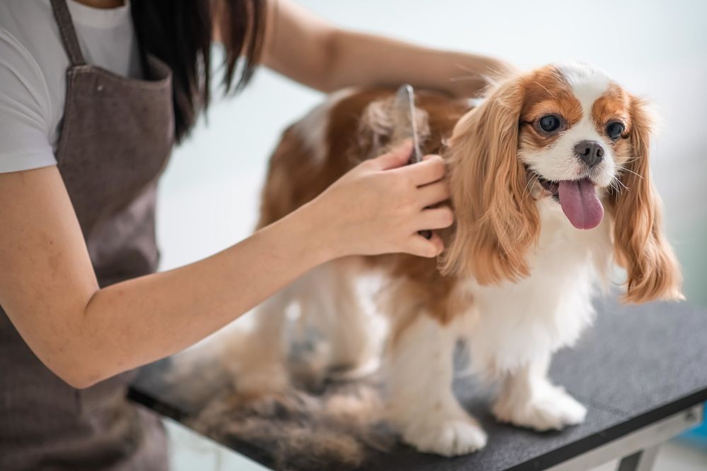 how to cool down a dog haircut