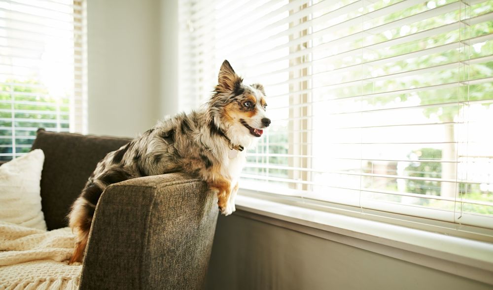 how to cool down a dog inside