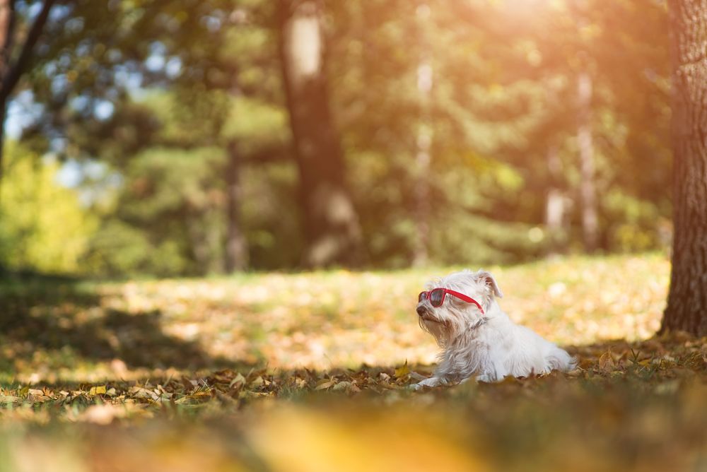 how to cool down a dog shade