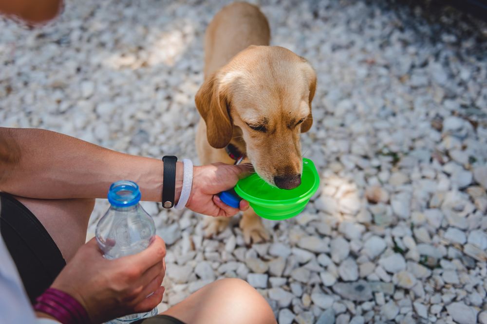 how to cool down a dog water