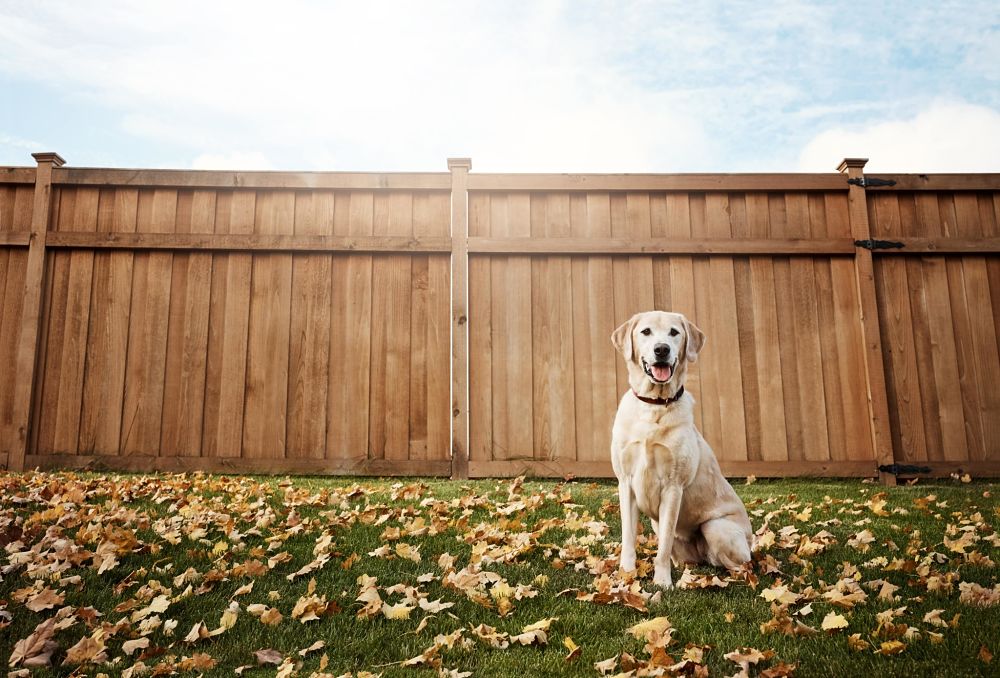 how to discipline a dog with distraction