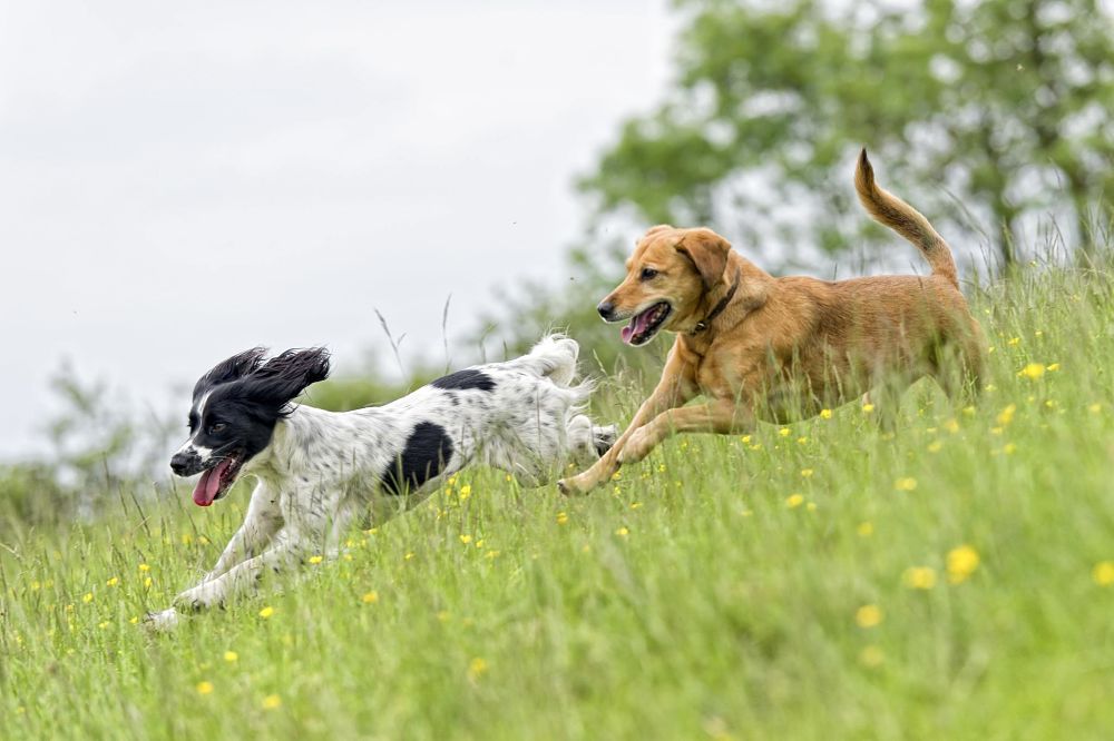 how to discipline a dog with exercise