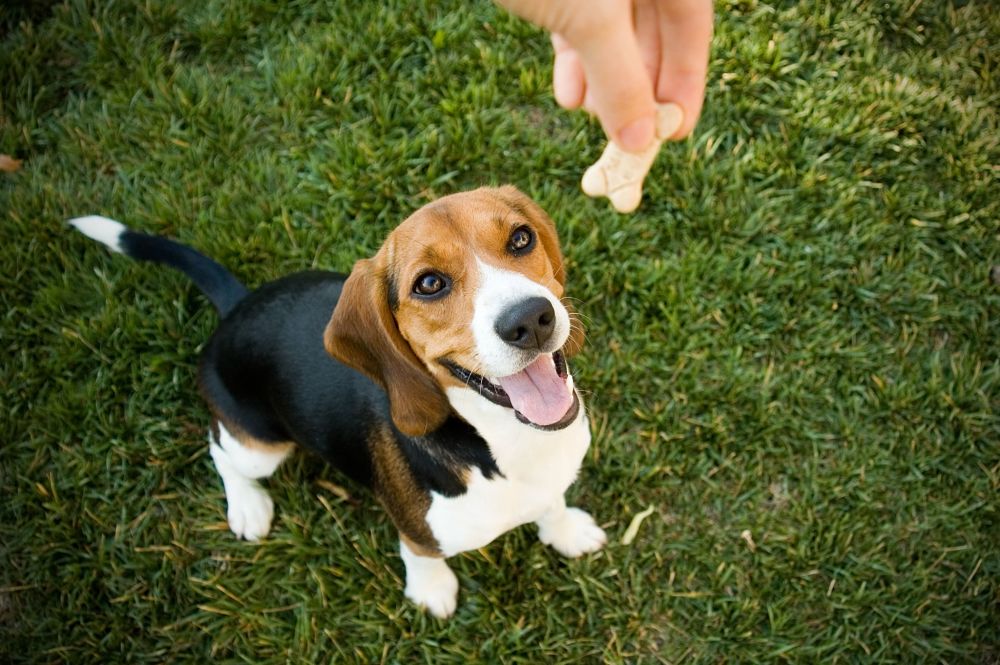 how to discipline a dog by rewarding behavior