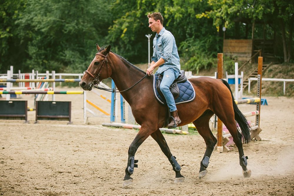 how to exercise your horse and manage weight