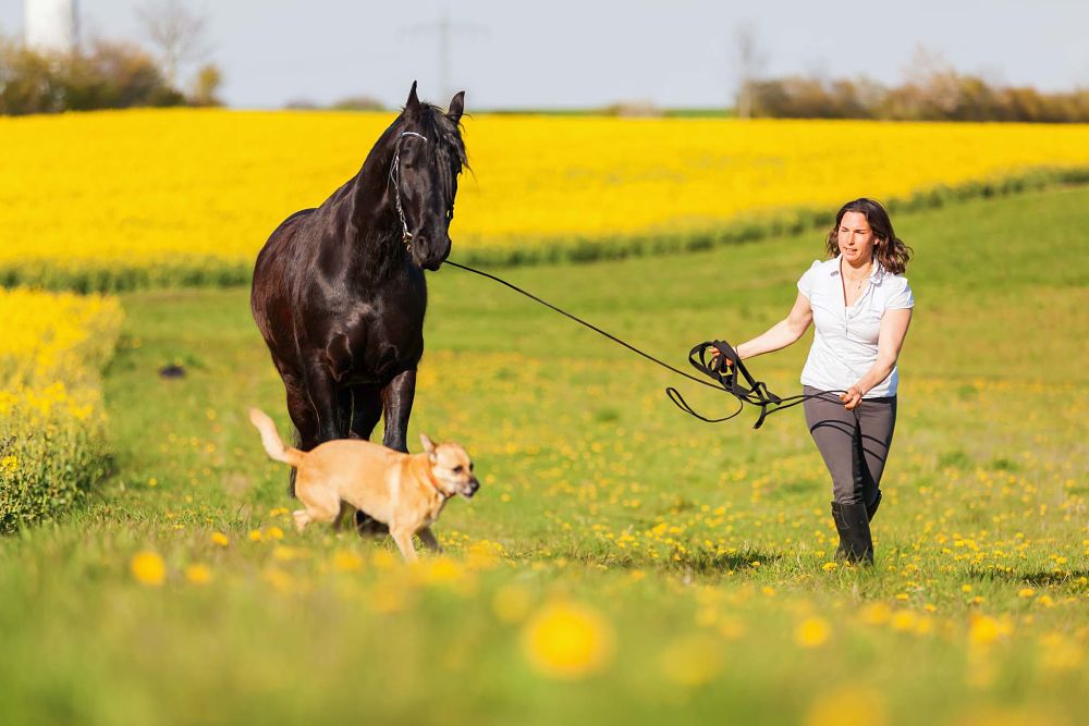 how to exercise your horse and manage weight lunging