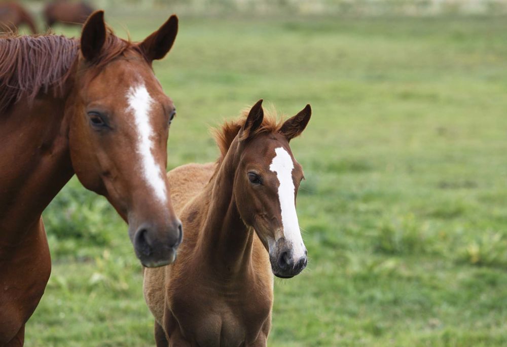 how to exercise your horse and manage weight turnout