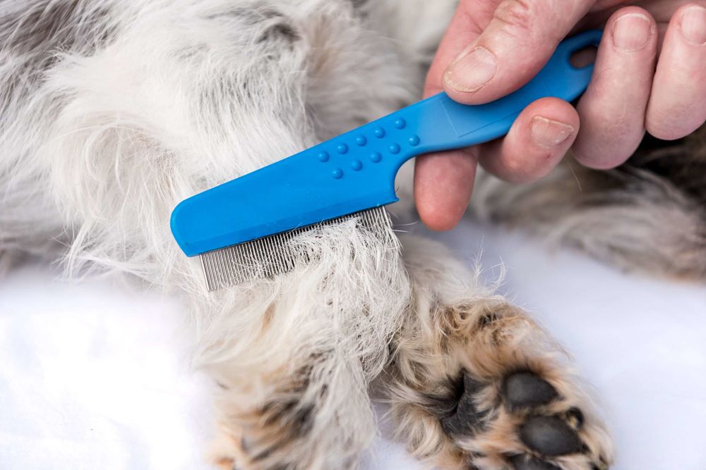 how to get fleas off my dog combing