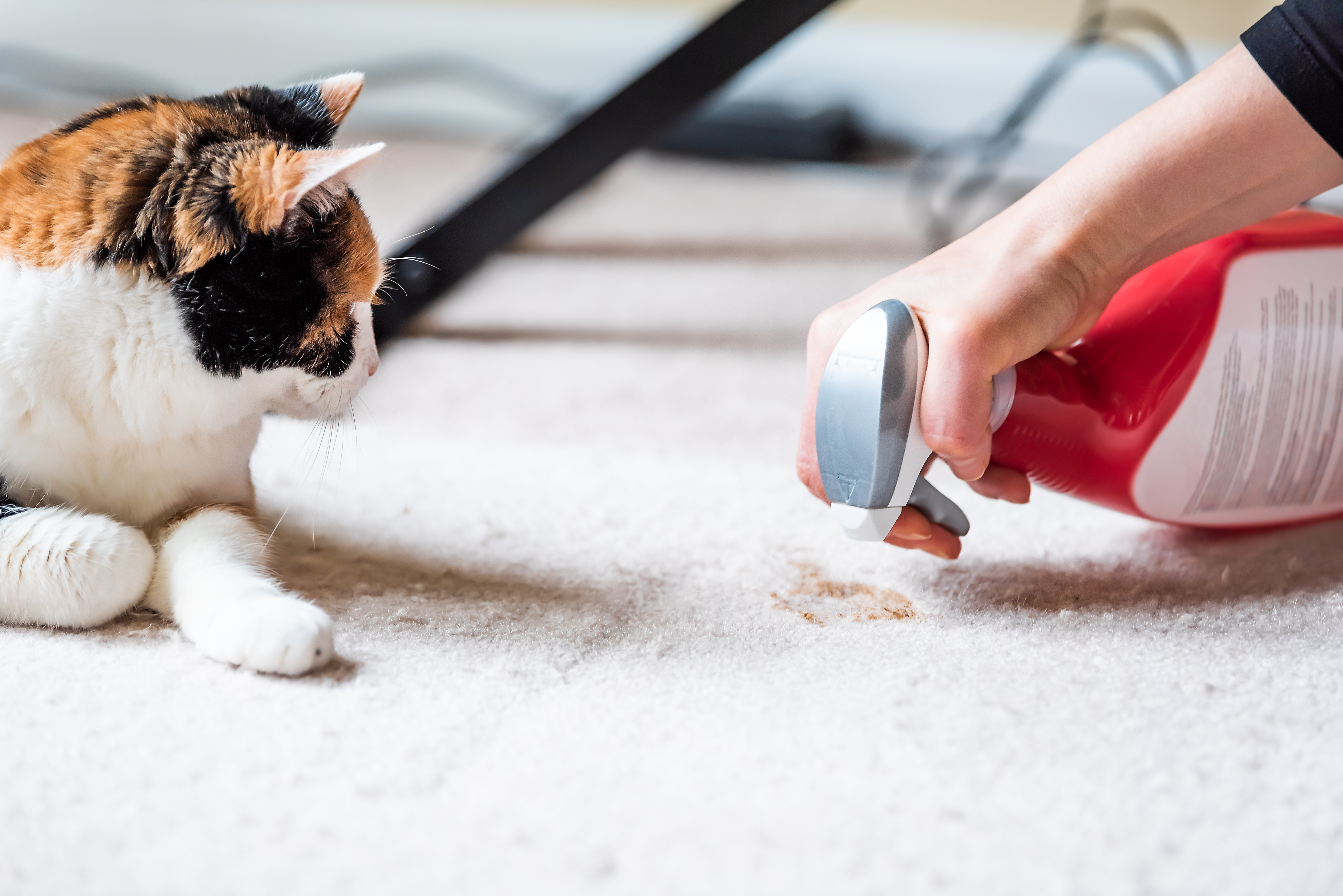 how to potty train a cat deal with accidents