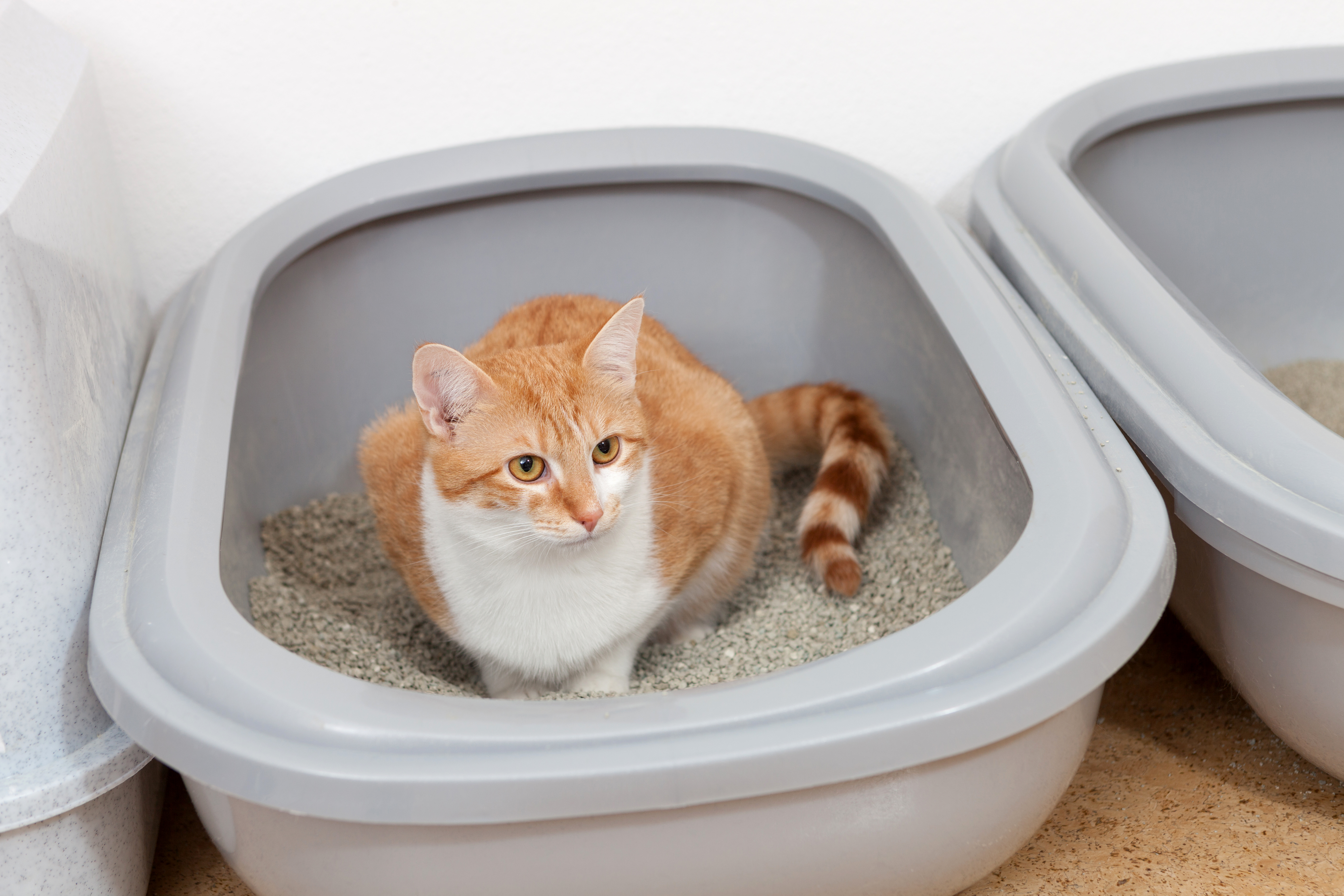 how to potty train a cat remedies