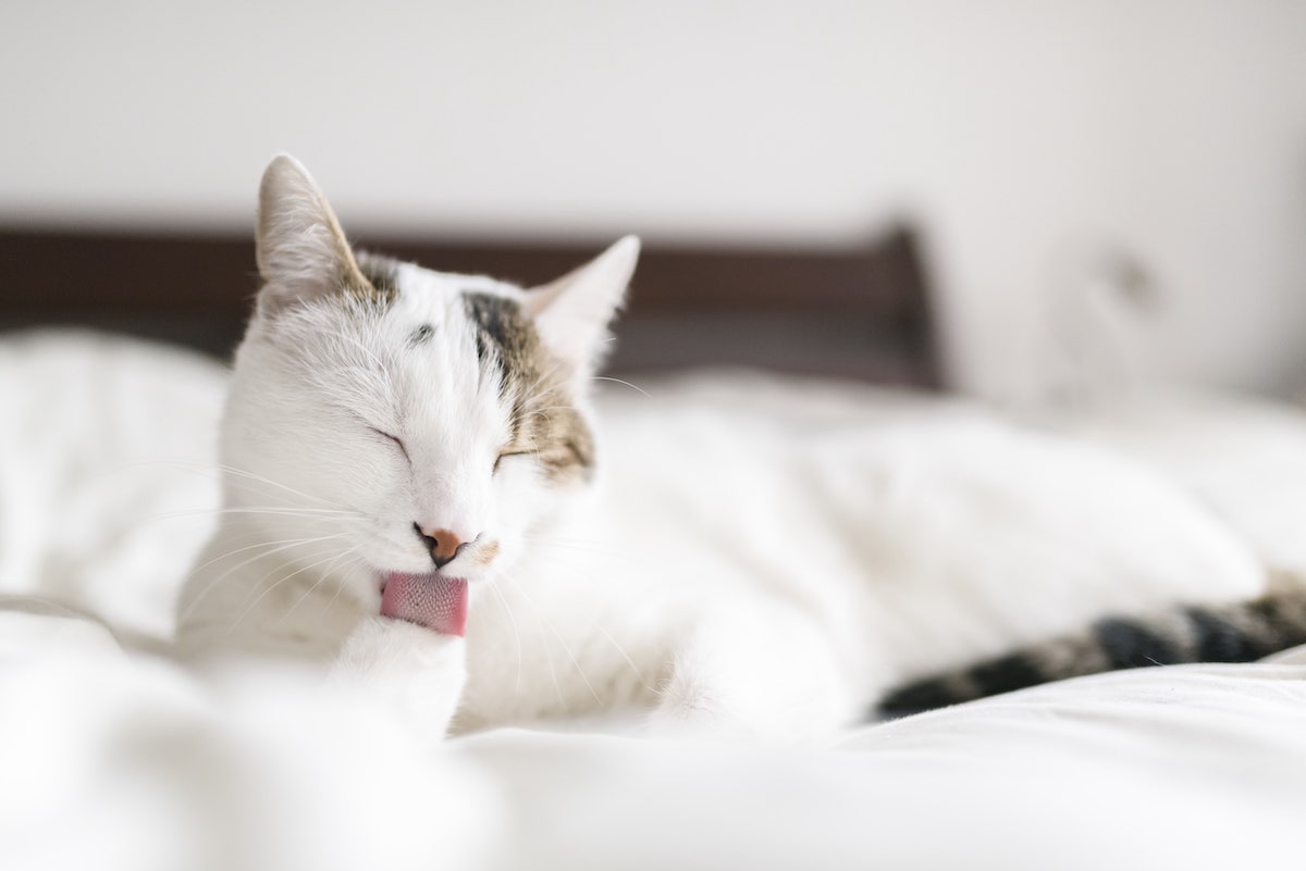 How to Get Cat Pee Stains Out of Bedding