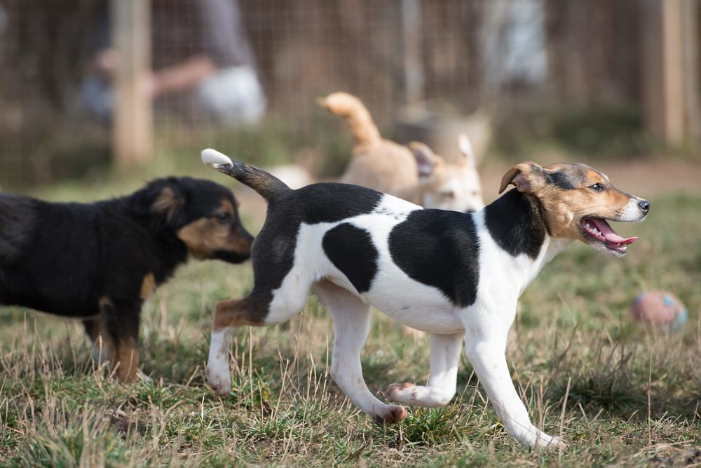 tips on how to socialize a dog