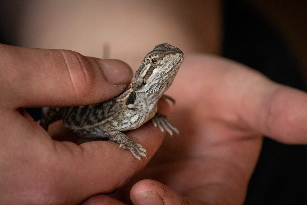 how to take care of a lizard