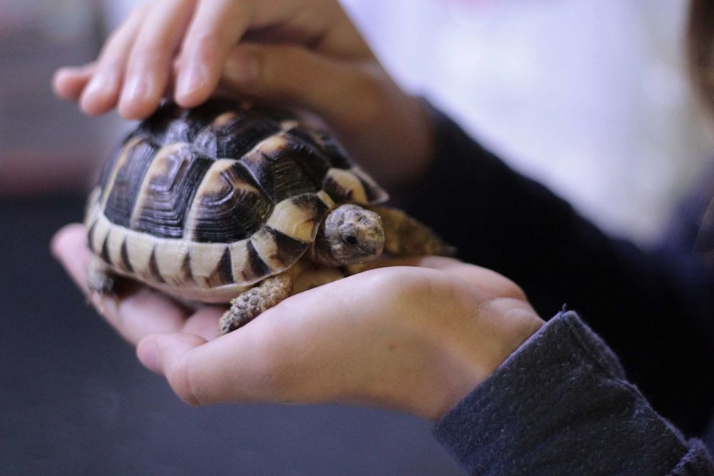 how to take care of a turtle