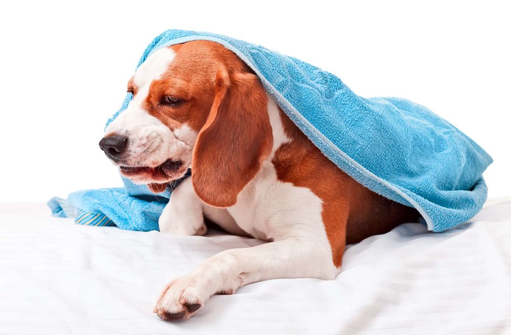 how to tell if your dog has a fever coughing