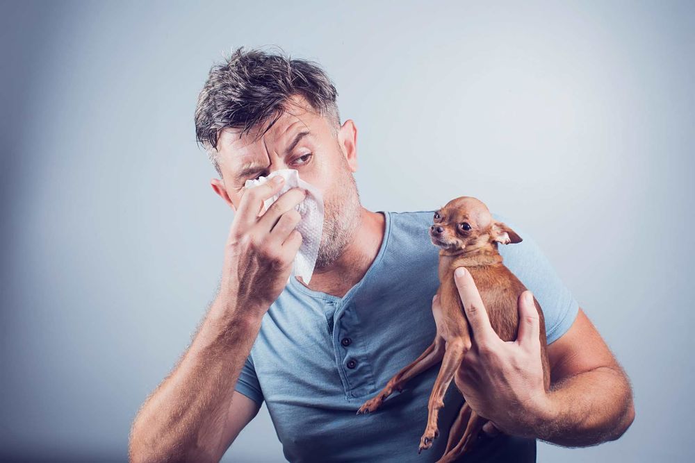 how to tell if your dog has a fever odor