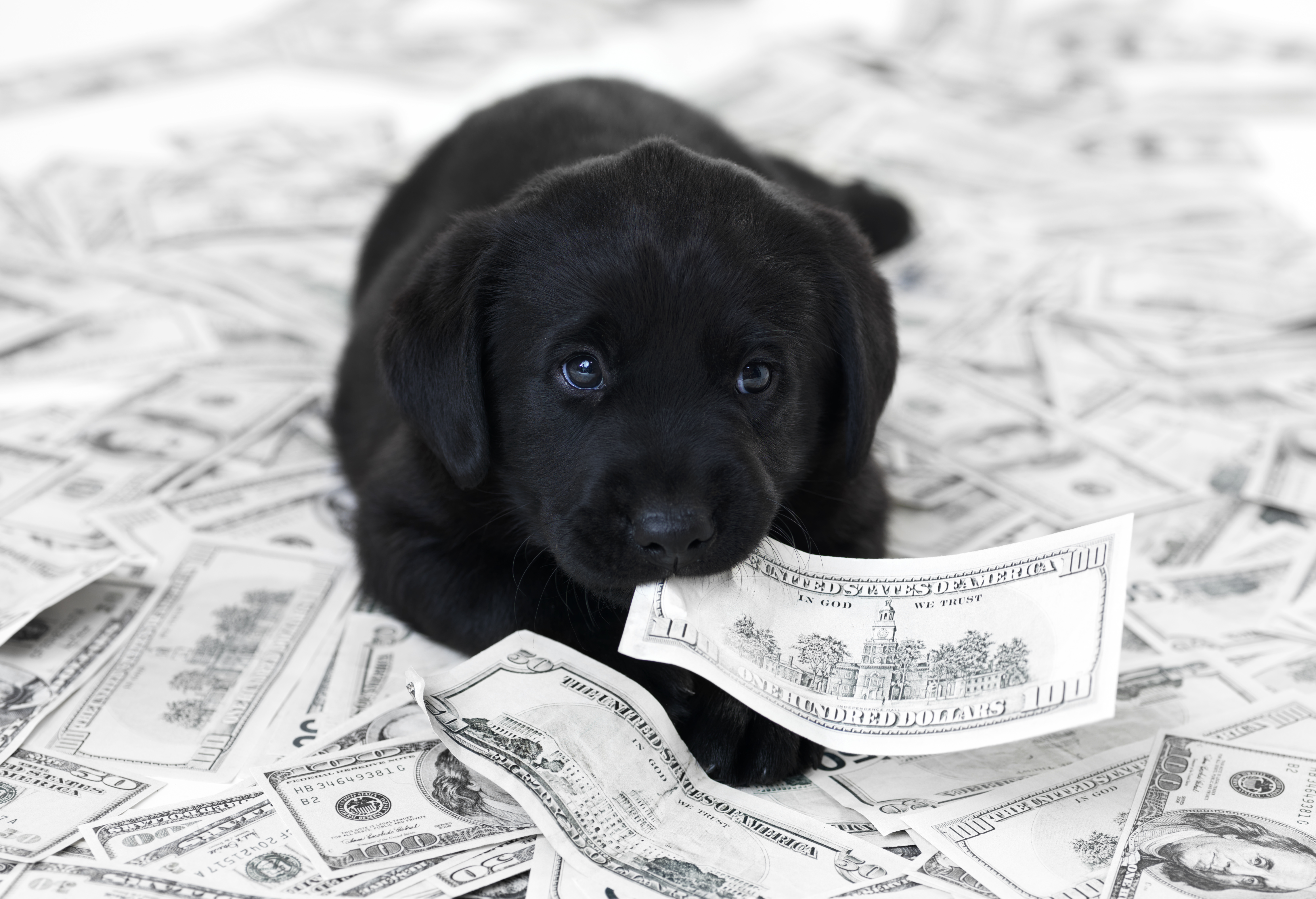 how to budget for a dog