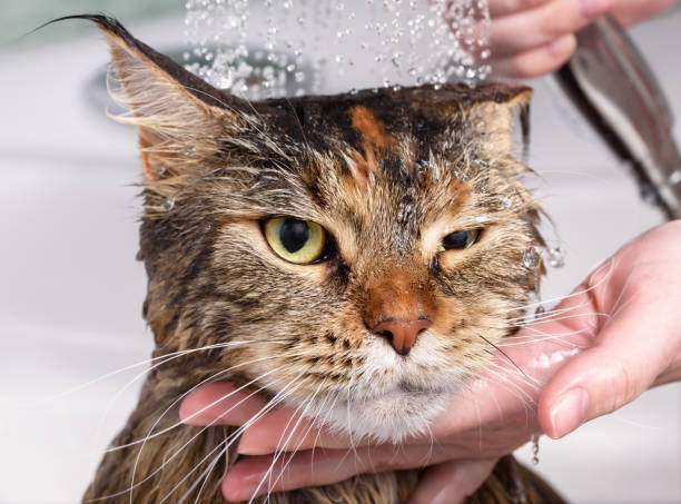 How to Give a Cat a Bath