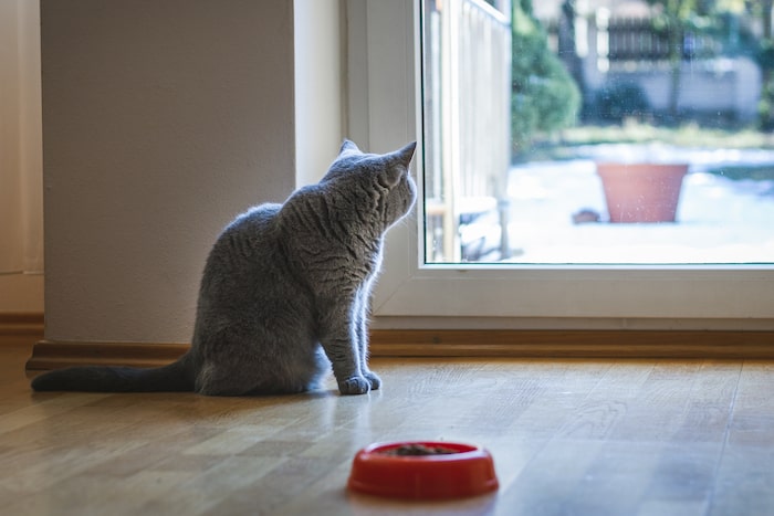 5 ways to introduce a new cat - Feeding on the Other Side of the Door