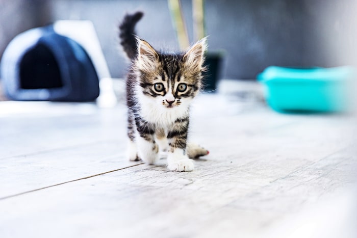 5 ways to introduce a new cat - how to introduce a cat to new territory