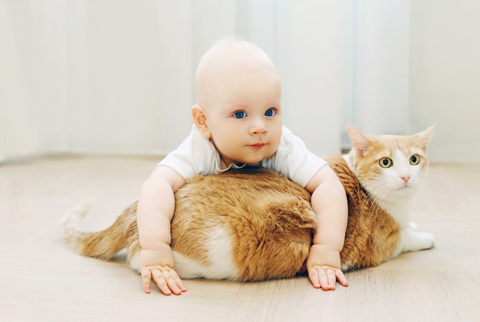 5 ways to introduce a new cat - How to Introduce a Baby to a Cat