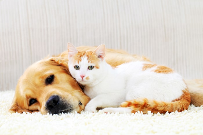 5 ways to introduce a new cat - How to Introduce a Dog to a Cat